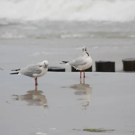 Jordanstr_ 35 1 Apartamento Zingst